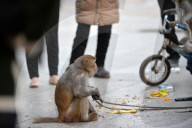 FEATURE - China: Tanzaffen in den Strassen von Xuancheng
