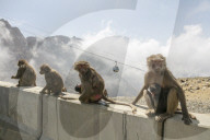 FEATURE - Touristenattraktion und zugleich Plage: Die Paviane in Taif