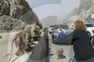 FEATURE - Touristenattraktion und zugleich Plage: Die Paviane in Taif