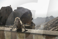 FEATURE - Touristenattraktion und zugleich Plage: Die Paviane in Taif