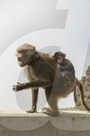 FEATURE - Touristenattraktion und zugleich Plage: Die Paviane in Taif