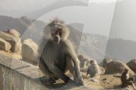 FEATURE - Touristenattraktion und zugleich Plage: Die Paviane in Taif