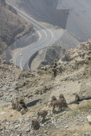 FEATURE - Touristenattraktion und zugleich Plage: Die Paviane in Taif