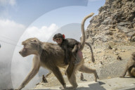 FEATURE - Touristenattraktion und zugleich Plage: Die Paviane in Taif