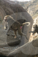FEATURE - Touristenattraktion und zugleich Plage: Die Paviane in Taif