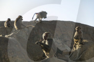 FEATURE - Touristenattraktion und zugleich Plage: Die Paviane in Taif