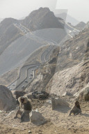 FEATURE - Touristenattraktion und zugleich Plage: Die Paviane in Taif