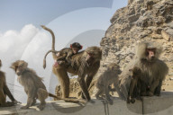 FEATURE - Touristenattraktion und zugleich Plage: Die Paviane in Taif