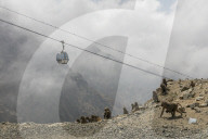 FEATURE - Touristenattraktion und zugleich Plage: Die Paviane in Taif