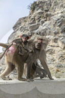 FEATURE - Touristenattraktion und zugleich Plage: Die Paviane in Taif