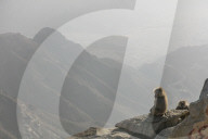 FEATURE - Touristenattraktion und zugleich Plage: Die Paviane in Taif