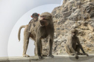 FEATURE - Touristenattraktion und zugleich Plage: Die Paviane in Taif