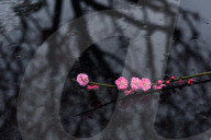 FEATURE - Pix of the Day: Bilder des Tages