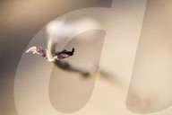 FEATURE - Pix of the Day: Bilder des Tages