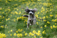 FEATURE - Pix of the Day: Bilder des Tages