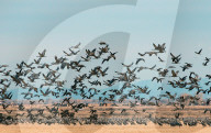 FEATURE - Pix of the Day: Bilder des Tages