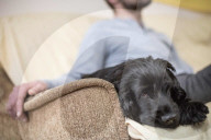 FEATURE - Therapy Hunde