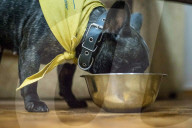 FEATURE - Therapy Hunde