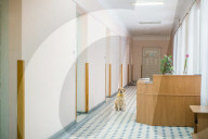 FEATURE - Therapy Hunde