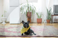 FEATURE - Therapy Hunde