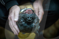 FEATURE - Therapy Hunde