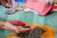 FEATURE - Blutegel Therapie in Indien