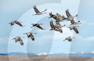 FEATURE - Pix of the Day: Bilder des Tages