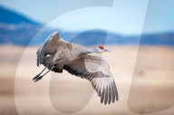 FEATURE - Pix of the Day: Bilder des Tages