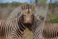 FEATURE - Optische Täuschung mit Zebras