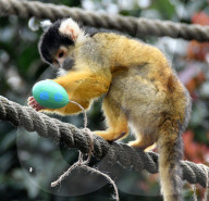 FEATURE - Ostereier für die Tiere im Londoner Zoo