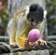 FEATURE - Ostereier für die Tiere im Londoner Zoo