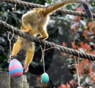 FEATURE - Ostereier für die Tiere im Londoner Zoo