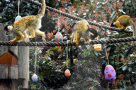 FEATURE - Ostereier für die Tiere im Londoner Zoo
