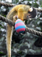 FEATURE - Ostereier für die Tiere im Londoner Zoo