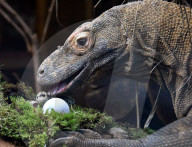 FEATURE - Ostereier für die Tiere im Londoner Zoo