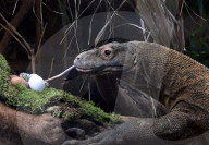 FEATURE - Ostereier für die Tiere im Londoner Zoo