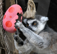 FEATURE - Ostereier für die Tiere im Londoner Zoo