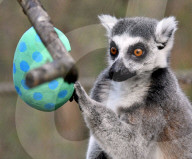 FEATURE - Ostereier für die Tiere im Londoner Zoo