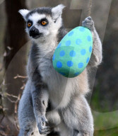FEATURE - Ostereier für die Tiere im Londoner Zoo
