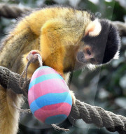 FEATURE - Ostereier für die Tiere im Londoner Zoo