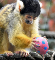 FEATURE - Ostereier für die Tiere im Londoner Zoo