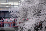 FEATURE - Cherry Blossom