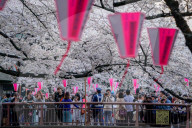 FEATURE - Cherry Blossom
