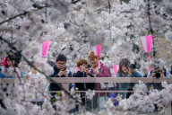 FEATURE - Cherry Blossom