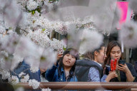 FEATURE - Cherry Blossom