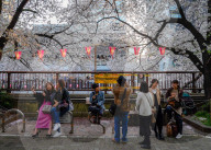 FEATURE - Cherry Blossom