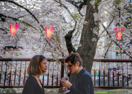 FEATURE - Cherry Blossom
