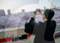 FEATURE - Cherry Blossom