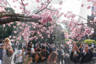 FEATURE - Cherry Blossom