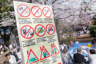 FEATURE - Cherry Blossom